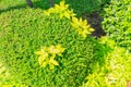 Natural green leaves hedge. Fooliage background Royalty Free Stock Photo