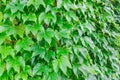 Natural green leaves hedge. Fooliage background Royalty Free Stock Photo