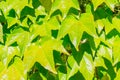 Natural green leaves hedge. Fooliage background Royalty Free Stock Photo