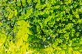 Natural green leaves hedge. Fooliage background Royalty Free Stock Photo