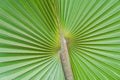 Natural green leaves of palm trees pattern texture background Royalty Free Stock Photo