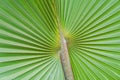 Natural green leaves of palm trees pattern texture background