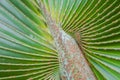 Natural green leaves of palm trees pattern texture background