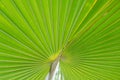 Natural green leaves of palm trees pattern texture background