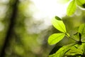 Natural green leaves plants using as spring background cover page greenery environment ecology wallpaper