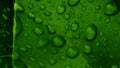 Natural green leaves with  raindrops on Royalty Free Stock Photo