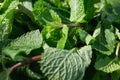 Natural green mint leaves in the summer garden, vibrant papermint leaf closeup, fresh aroma spearmint. Royalty Free Stock Photo