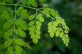 Natural Green Moringa leaves in the Garden, green background. Moringa, leaves Moringa oleifera Lamk