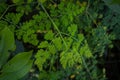 Natural Green Moringa leaves in the Garden, green background. Moringa, leaves Moringa oleifera Lamk