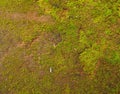 Natural green moss background