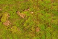 Natural green moss background Royalty Free Stock Photo