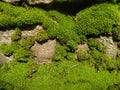 Natural green moss on brick wall texture background Royalty Free Stock Photo