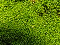 Natural green moss on stone wall  texture background Royalty Free Stock Photo