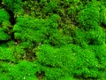 Natural green moss on stone wall  texture background Royalty Free Stock Photo