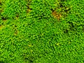 Natural green moss on stone wall  texture background Royalty Free Stock Photo