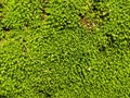 Natural green moss on stone wall  texture background Royalty Free Stock Photo