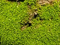 Natural green moss on stone wall  texture background Royalty Free Stock Photo
