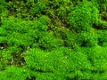 Natural green moss on stone wall  texture background Royalty Free Stock Photo