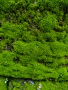 Natural green moss on stone wall  texture background Royalty Free Stock Photo