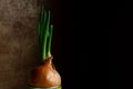Natural green onion growing at home on dark gradient background. Homemade sources for preventing from getting cold and flu,