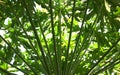 Natural green papaya leaves texture, pinnacle structure abstract background. Bottom angle view, horizontal orientation. Royalty Free Stock Photo