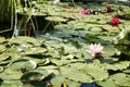 Beautiful bright colored lillies on water with a small frog. Royalty Free Stock Photo