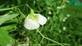 Natural Green peas white flower Royalty Free Stock Photo