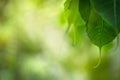 Natural green Pho leaves on bokeh with sun light and blurred greenery background in garden with copy space. Safe world and ecology