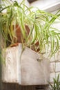 Natural green plant leaf texture in the garden. Background of palm leaves, cacti, passionflower, fern, orchid. selective focus. Po Royalty Free Stock Photo