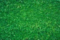 Natural green plants wall ornamental trees for background