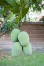 natural green raw mangoes hanging on tree branch use for multipurpose tree plant and agreeculture tropical fruit