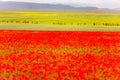 Natural green and red color contrast concept. Blurred flower foreground