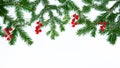 Natural green spruce branches decorated with red berries. White background