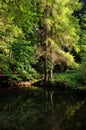 Natural green spruce forest with reflection in the lake and rays of light, mystical atmosphere. Panorama of a beautiful forest. Royalty Free Stock Photo