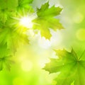 Natural green square background with maple leaves, tree branches and sun rays Royalty Free Stock Photo