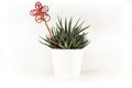 Natural green succulent cactus Haworthia attenuata with red decorative ornament in white flowerpot isolated on white background