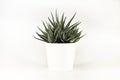 Natural green succulent cactus Haworthia attenuata in white flowerpot isolated on white background