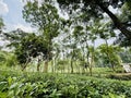 natural green tea garden with beautiful view Royalty Free Stock Photo