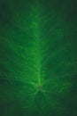 Natural green textured background. Taro plant leaf closeup for wallpaper use.