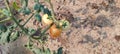 Natural green tomato plant and flowers beutiful landscape background image