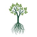Natural Green Tree with Leafs and Roots. Vector Illustration. Royalty Free Stock Photo