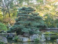 Natural green trees in a Japanese garden