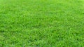 Natural green trimmed grass