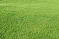 Natural green trimmed grass field background