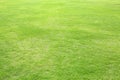 Natural green trimmed grass field background for sports