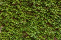Natural green wall of climbing plant leaves. Texture background Royalty Free Stock Photo