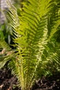 Natural green young ostrich fern or shuttlecock fern leves Matteuccia struthiopteris