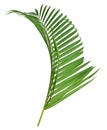 Natural greenery background with texture of palm or fern fronds. Royalty Free Stock Photo