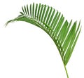 Natural greenery background with texture of palm or fern fronds. Royalty Free Stock Photo