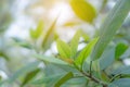 Natural greenery blurred freshness green leaves backgrounds, concept for bokeh nature plant backdrop and wallpaper with copy space